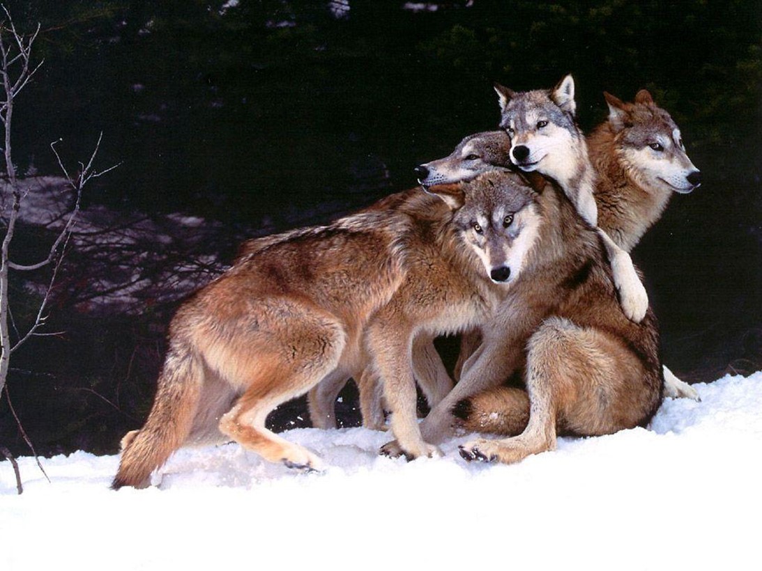 Permanent Link to The Benefits Of Having A Large Wolf Pack.