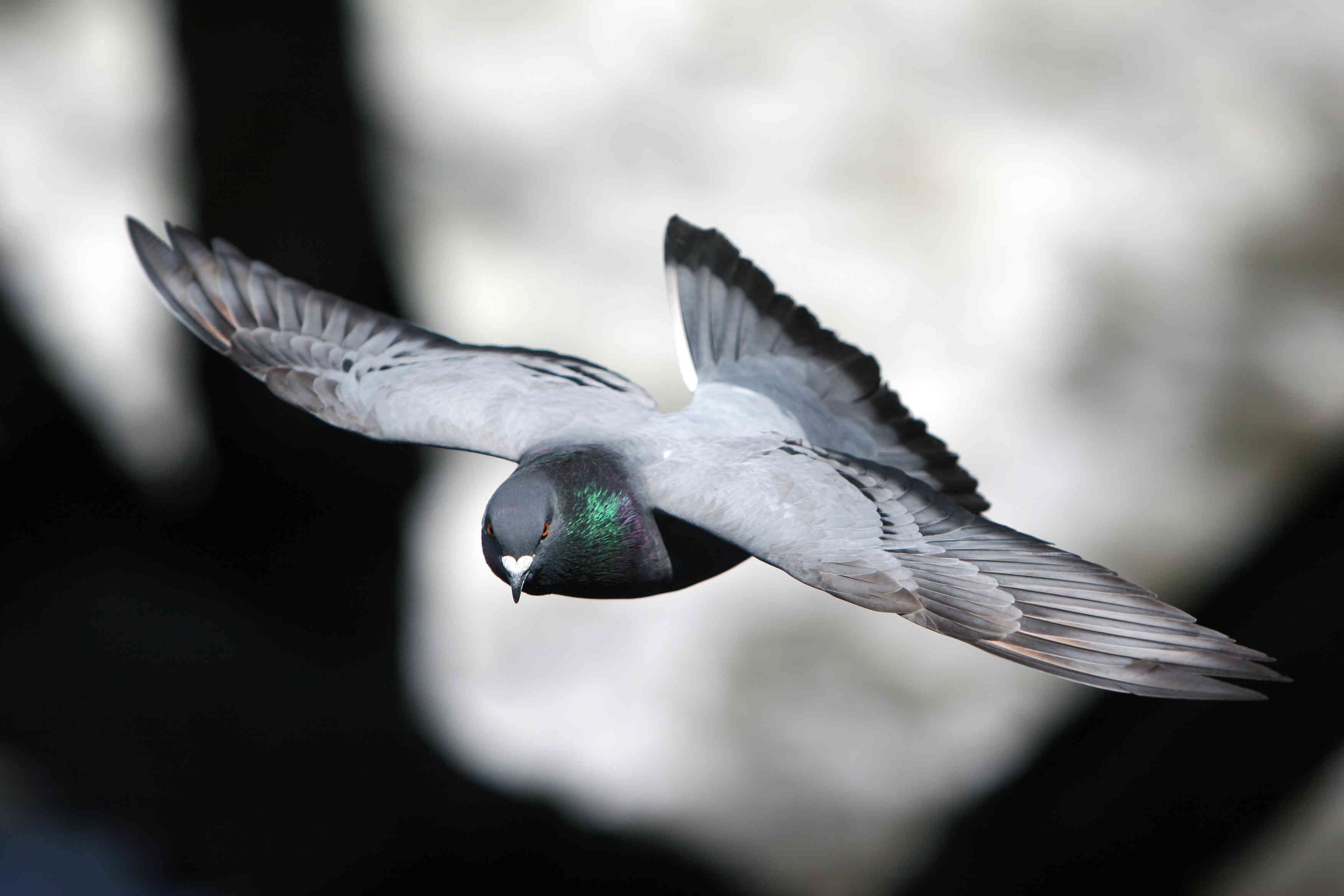 roller pigeons flying